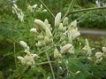 Horseradish tree  Moringa olifera